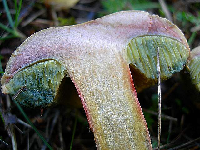 Xerocomus bubalinus   (Oolbekk. & Duin)  Redeuilh